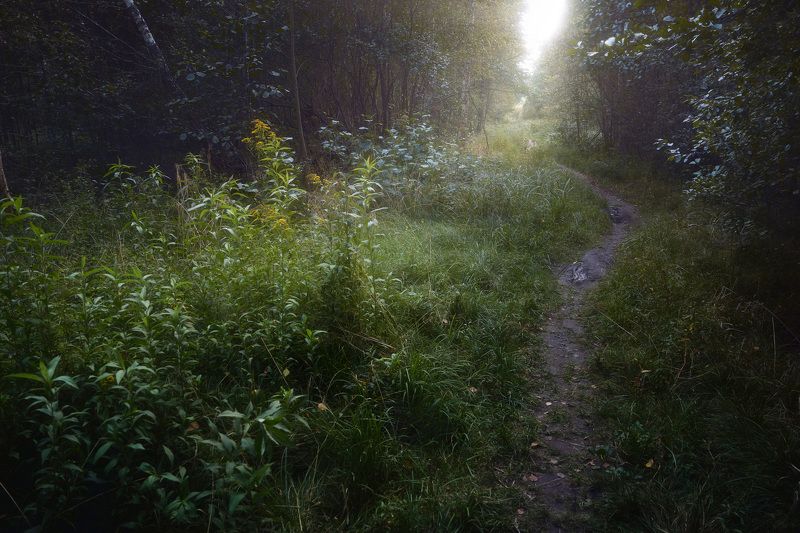 В лесу фото превью