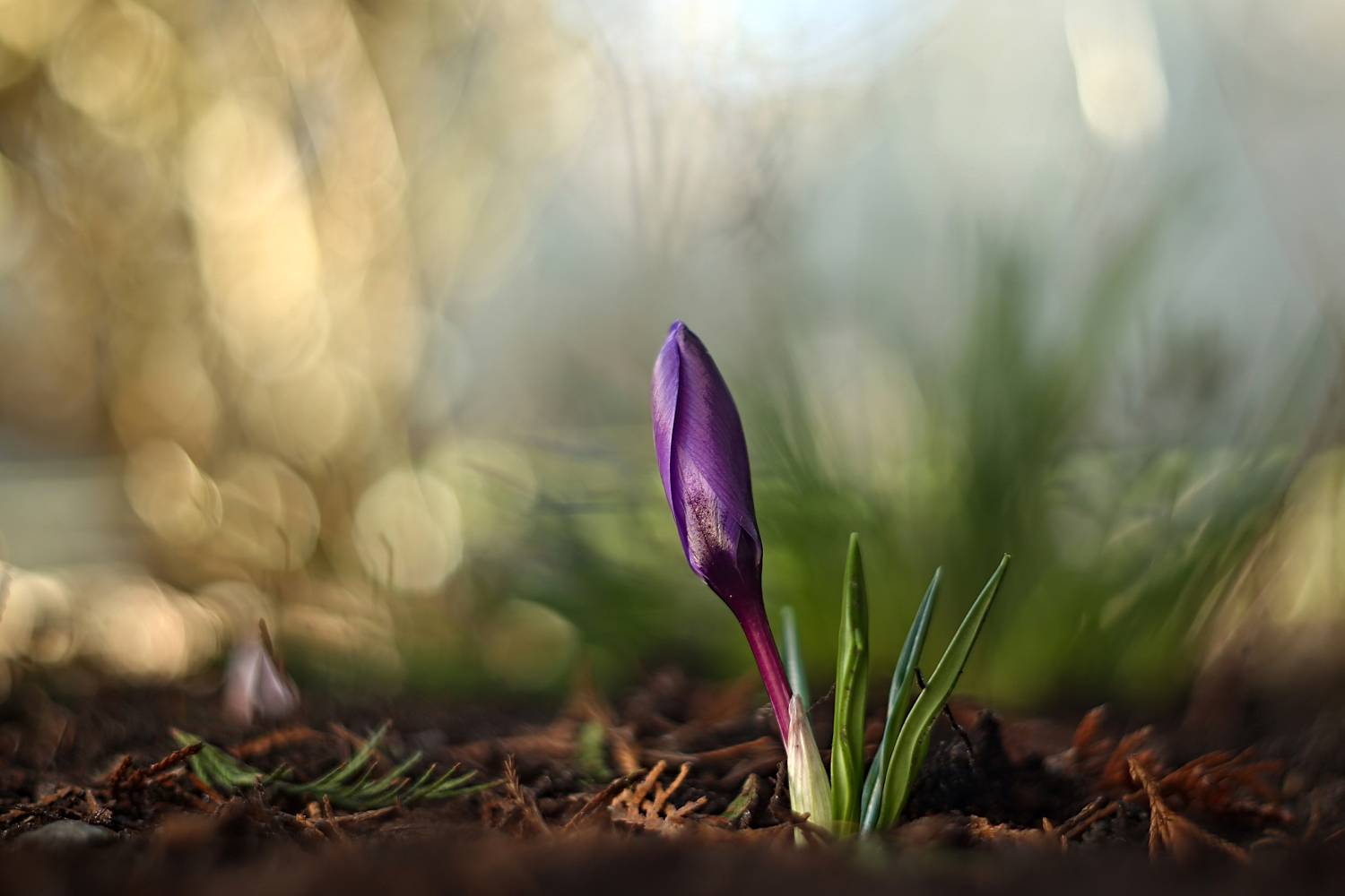 , Эдуард Колобошников