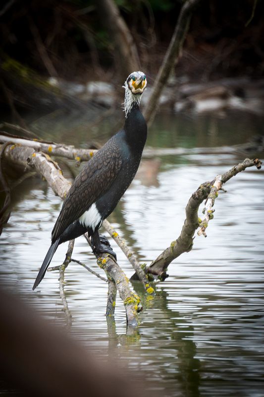 баклан Наблюдение баклана фото превью