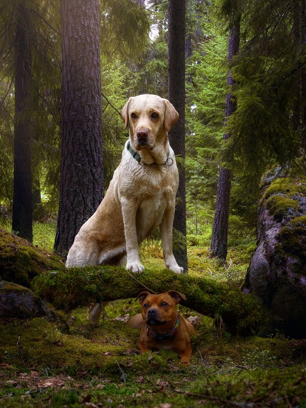 фото превью