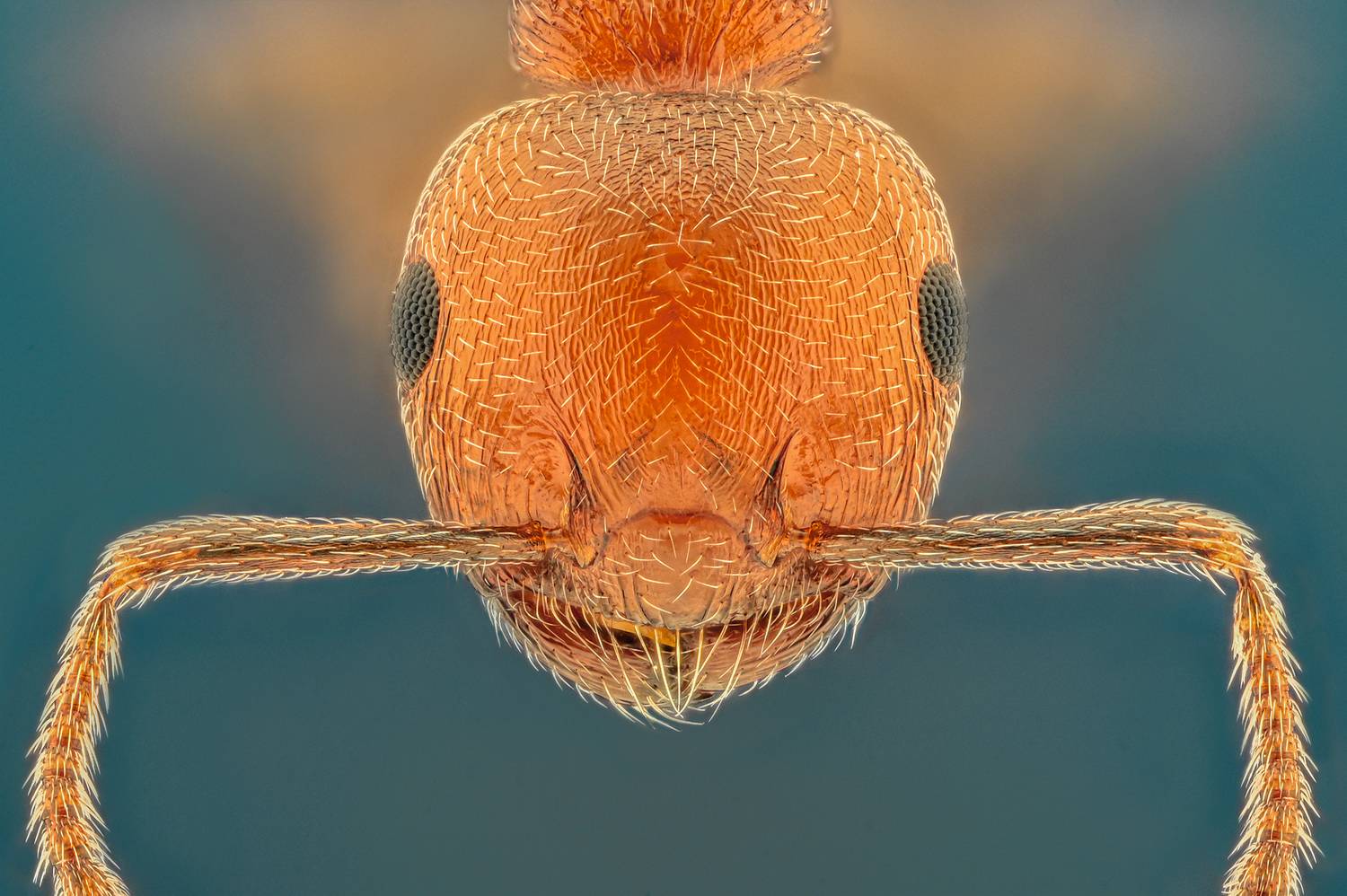 ceclii, macro, Цветан Ганев