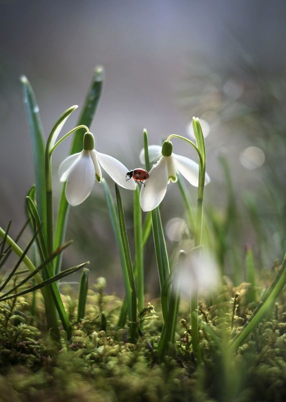 подснежники,лес,божья коровка,первое солнце,беларусь,ирина горюкина От сердца к сердцу фото превью