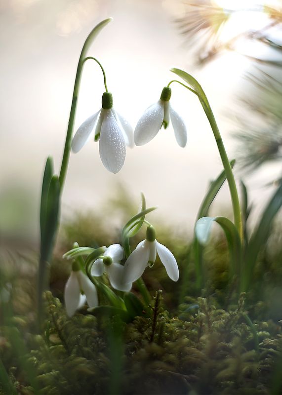 подснежники,лес, природа, беларусь,ирина горюкина Про сказки..) фото превью