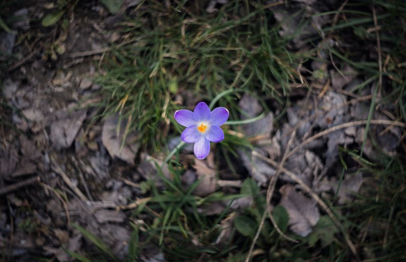 Из жизни Боспорских крокусов. фото превью