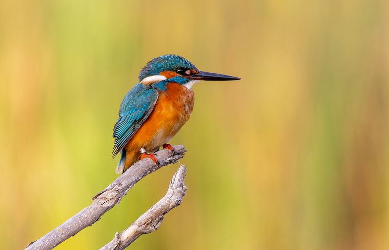 Kingfisher. фото превью