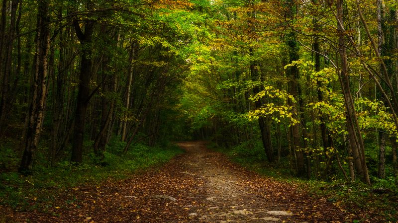 Из лета в осень фото превью