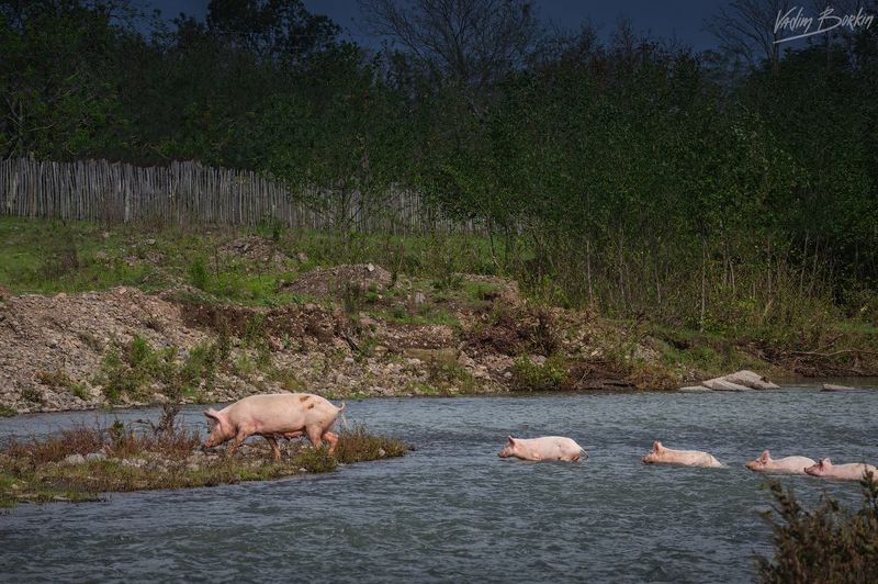 Семья фото превью