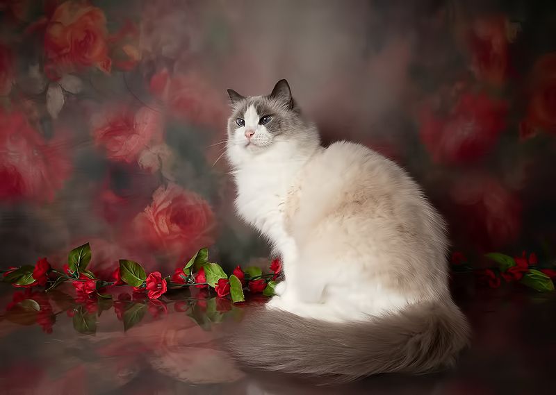 кошка,  сats, домашнии любимцы, праздник, кот, маркиз, матильда,весна, 8 марта Cats Spring Time.Поздравляем Всех Женщин С Праздником 8 Марта! фото превью