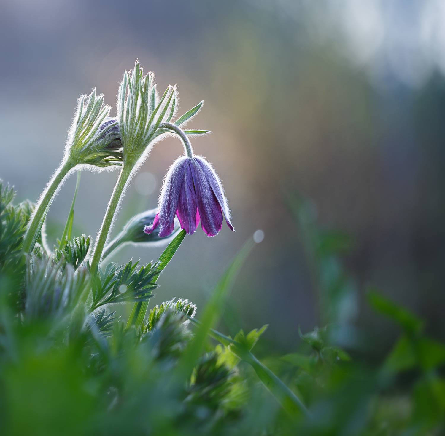 , Зеленько Дмитрий