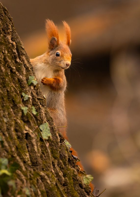 Squirrel фото превью