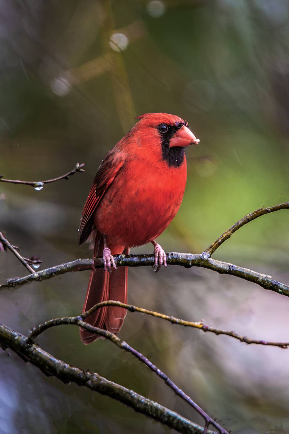 , Леонид Дьяченко