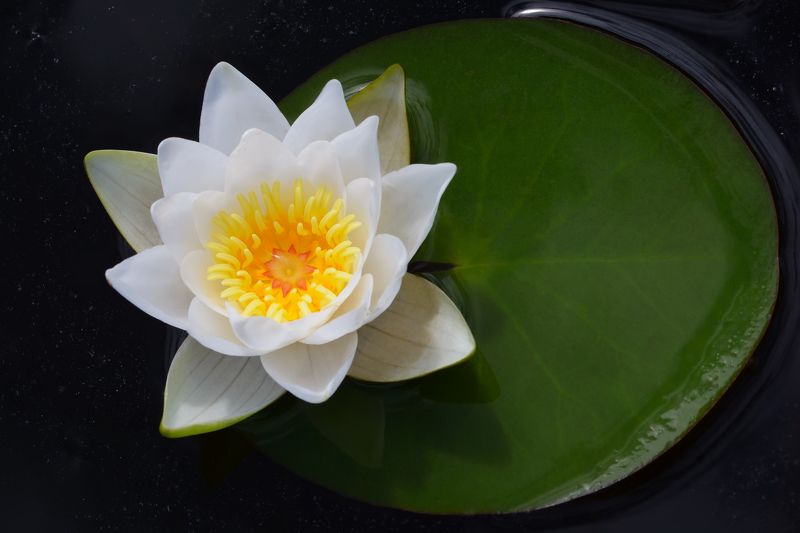 кувшинка, nymphaea, цветы, чёрный фон Двойная звезда фото превью