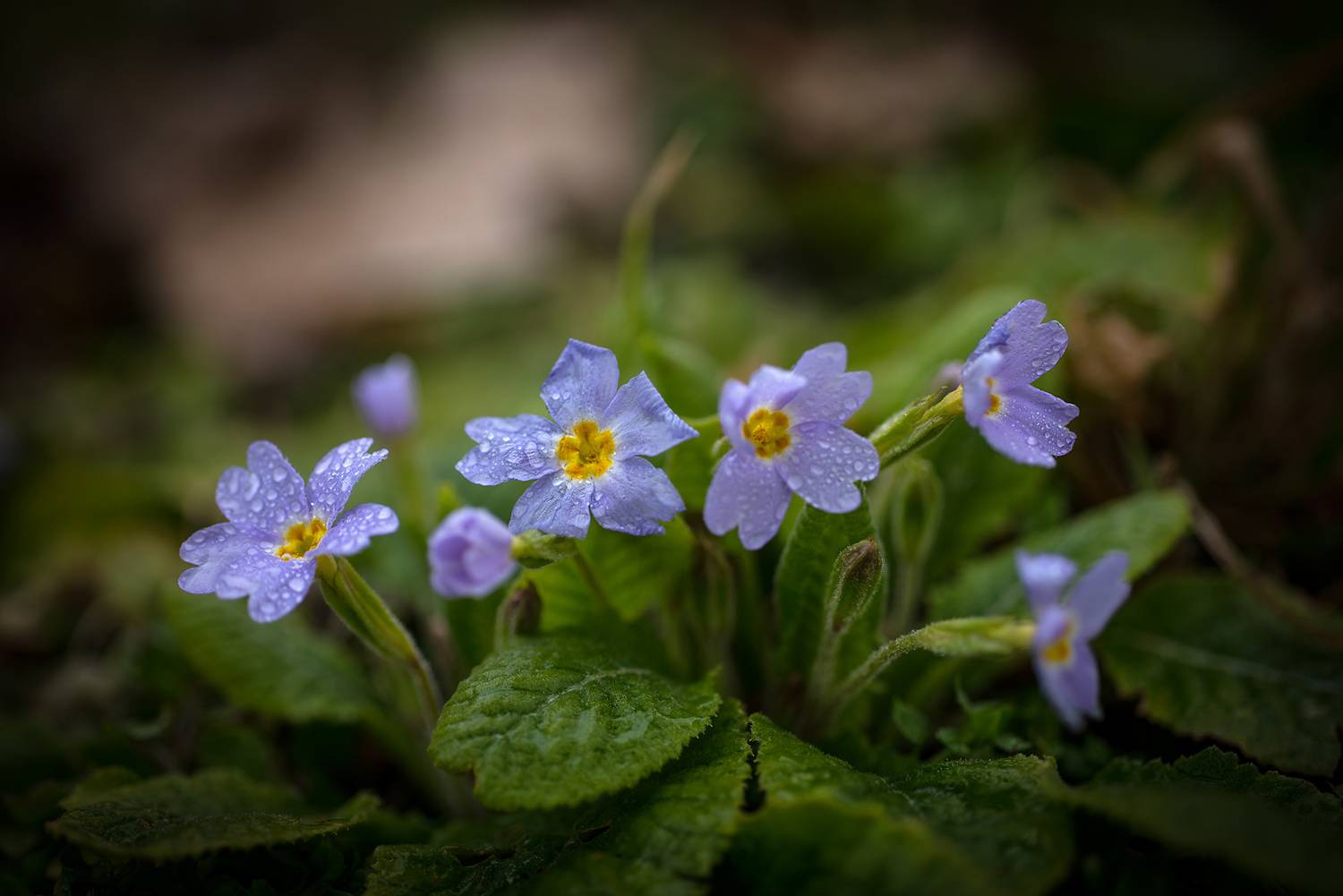 , Хасан Журтов
