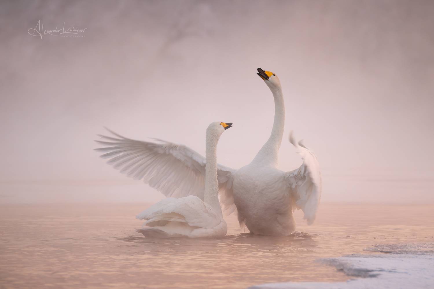 лебеди,зима,утро,алтай, Александр Кукринов