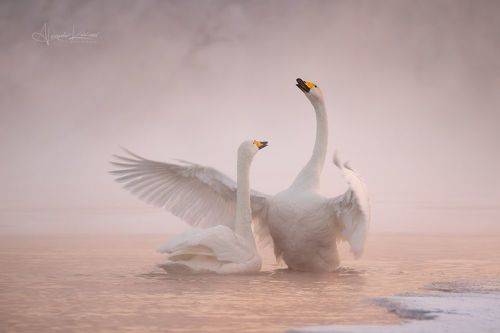 С добрым утром, Любимая...