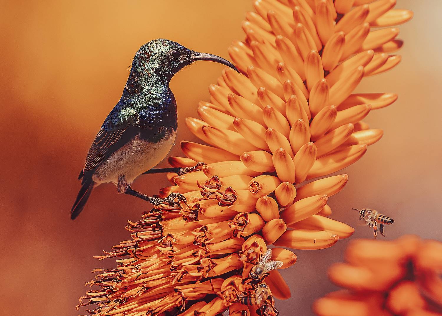 aloe, sunbird, bird, bee, beak, Geran Raath