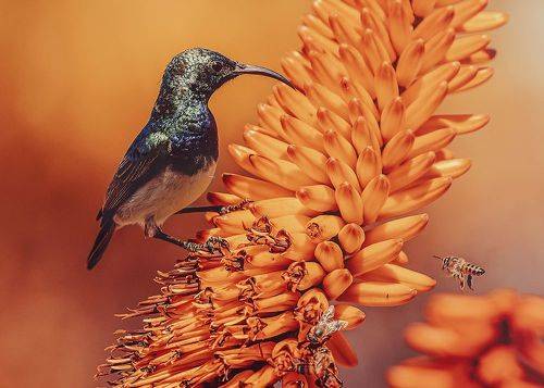 White-bellied Sunbird on Aloe