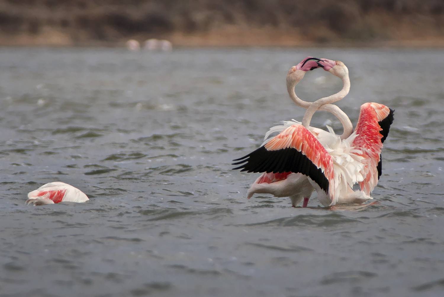 , Евгени Стефанов