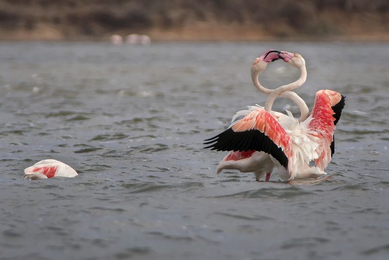 8 марта – поздравляем! фото превью