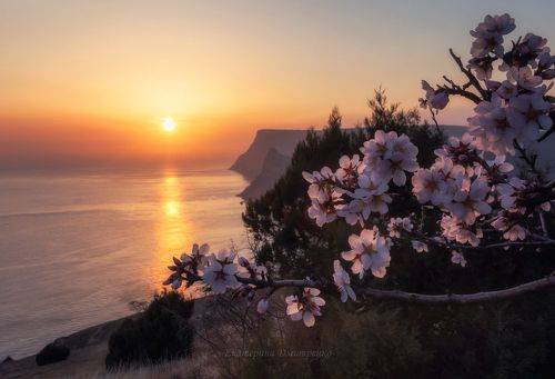 Крымская весна с ароматом миндаля