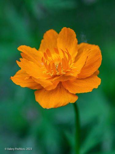 Цветы из Заполярья к 8 марта!