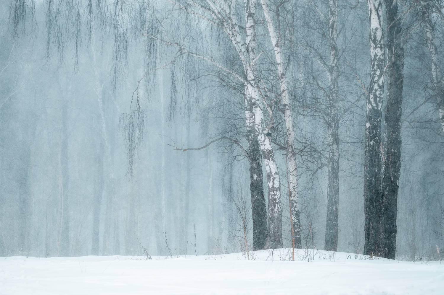 природа, пейзаж, весна, март, Московская область, Мартыненко Дмитрий