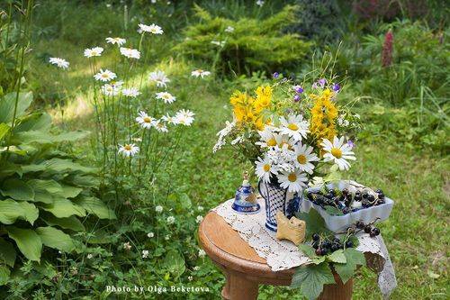 Черная смородина