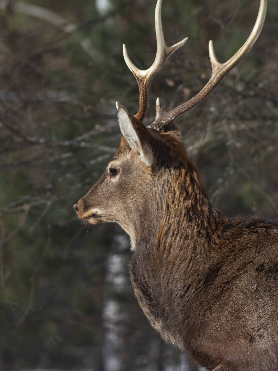 , Денис Пронин