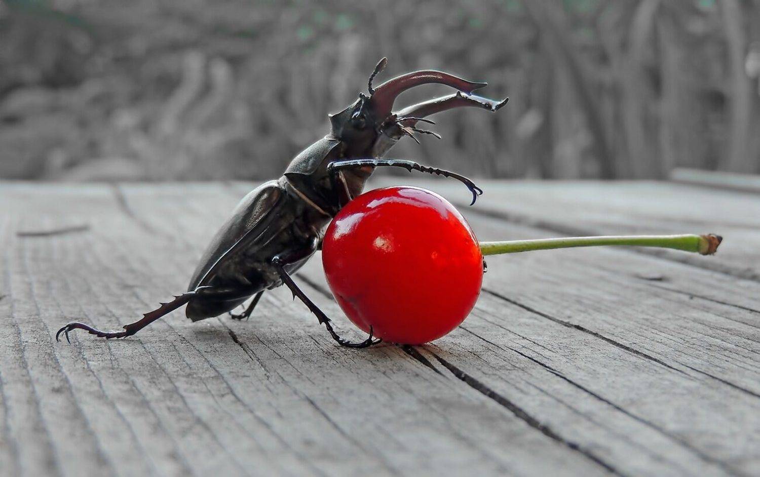 , Савоцкий Роман