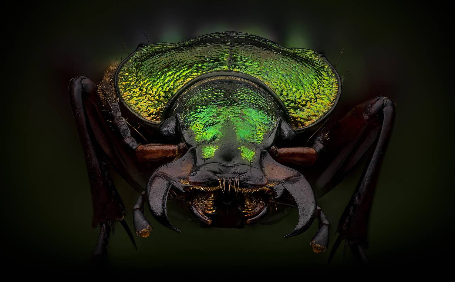 coleoptera, carabus auratus, жужелица золотистая, Kavaliauskas Eugenijus