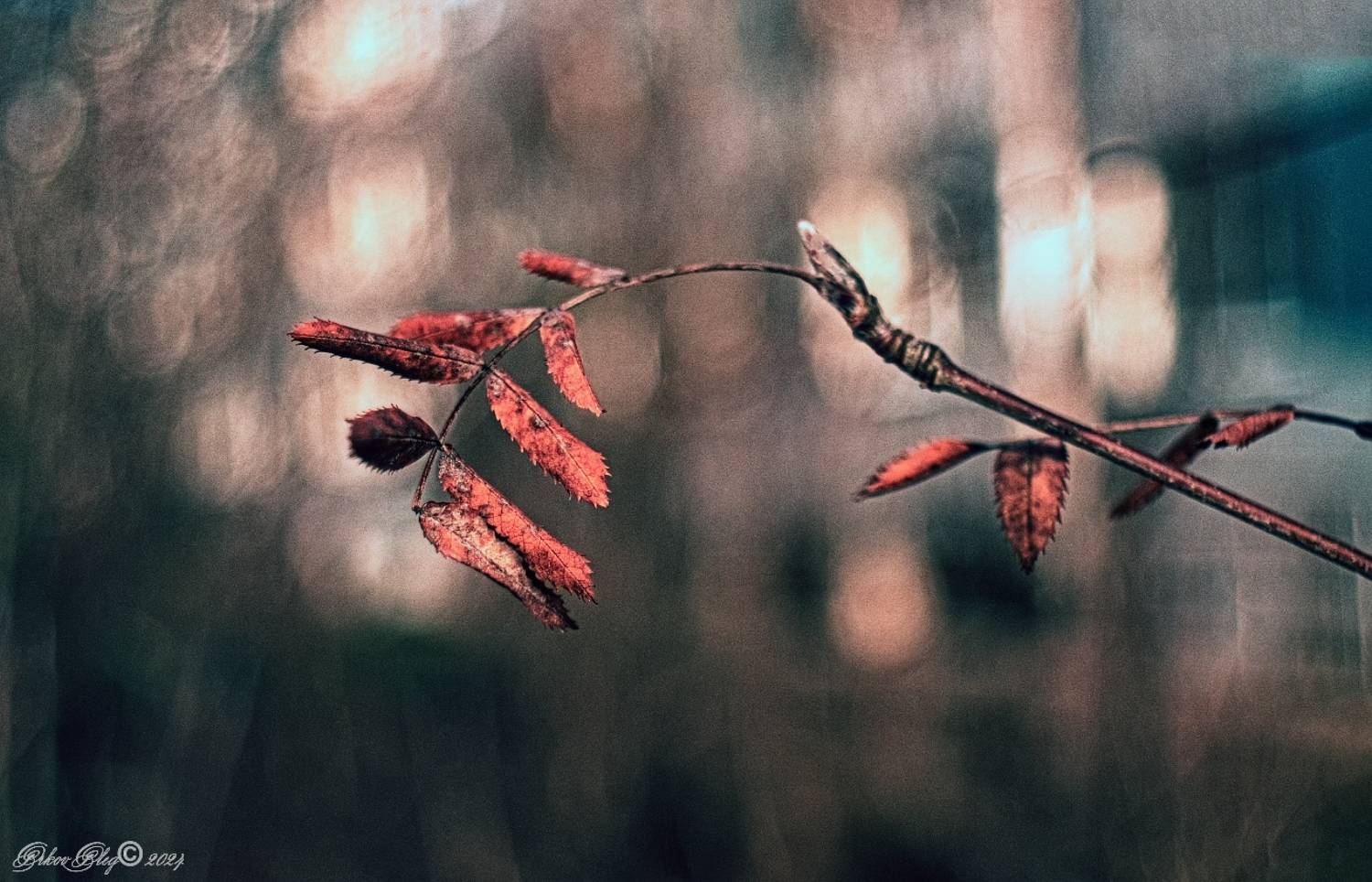 , Орлов Олег