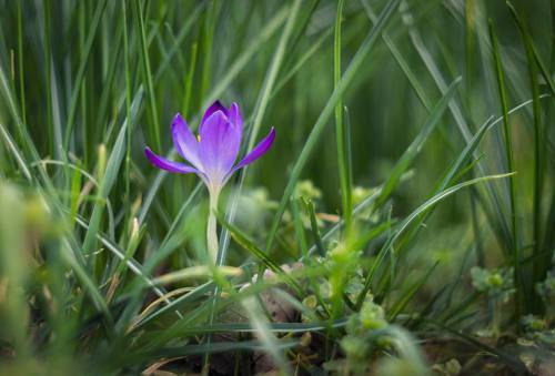 Из жизни Боспорских крокусов.