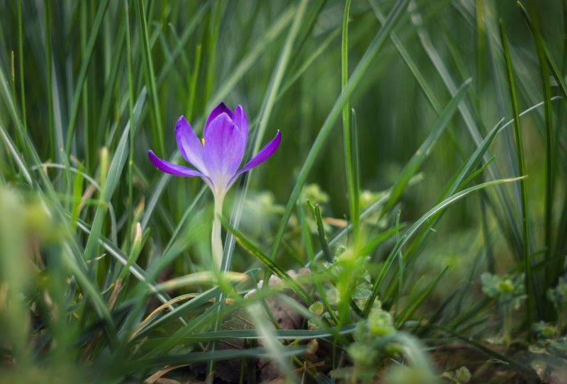 Из жизни Боспорских крокусов. фото превью