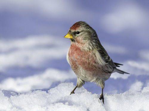 Чечётка (redpoll)