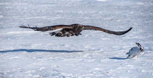 Смертельная гонка