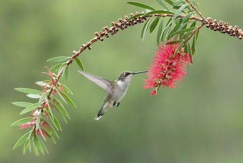 Female, Ruby-throated Hummingbird Рубиновогорлый колибри. самка