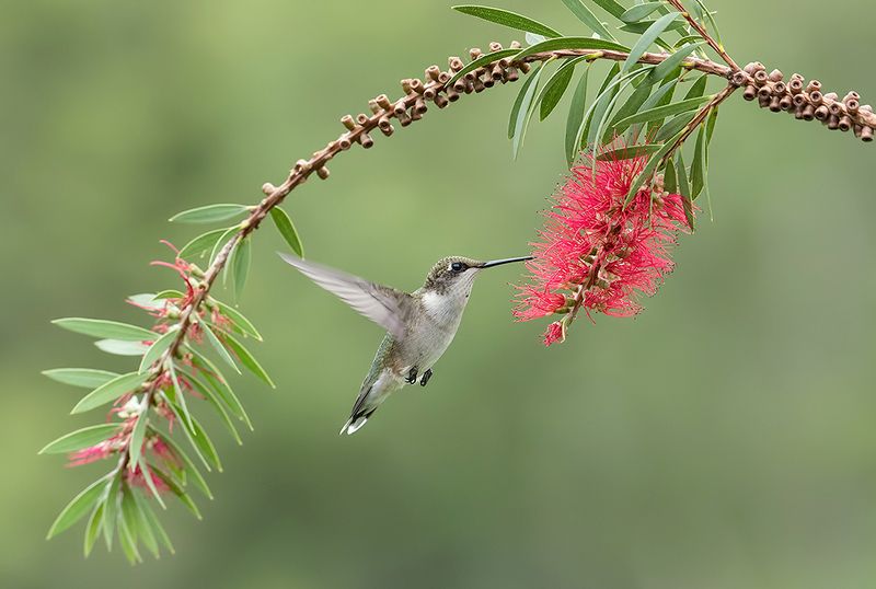 колибри,ruby-throated hummingbird, hummingbird, весна Female, Ruby-throated Hummingbird Рубиновогорлый колибри. самка фото превью