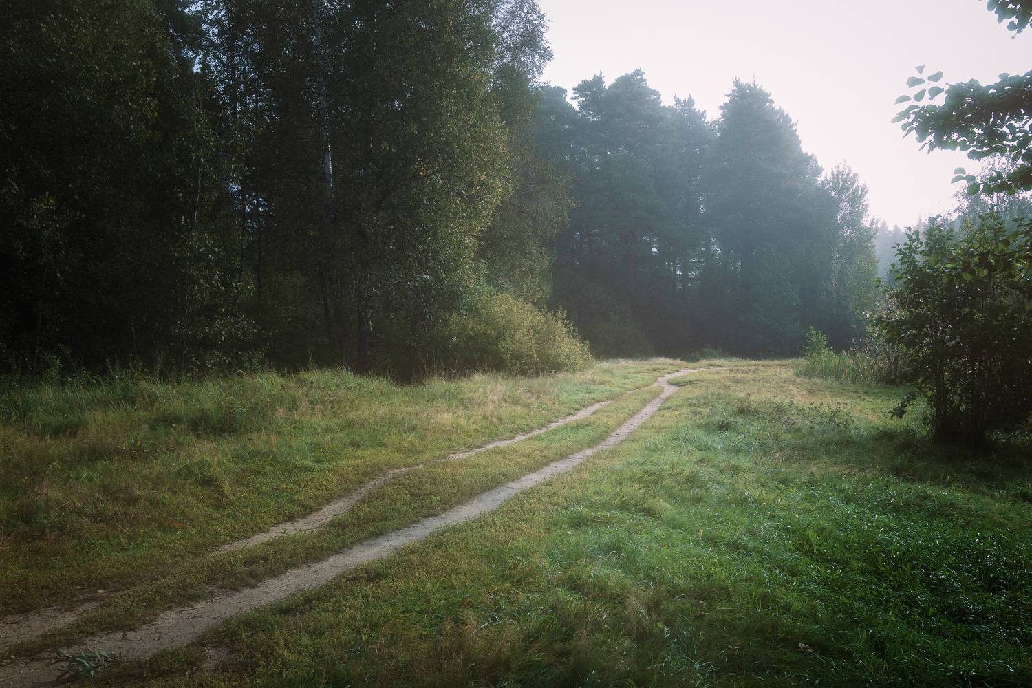 лес, тропа, утро, Валерий Вождаев