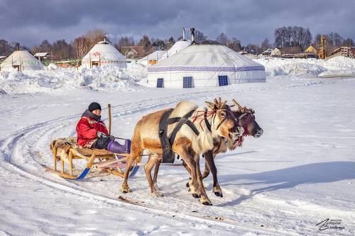 А олени лучше!!!
