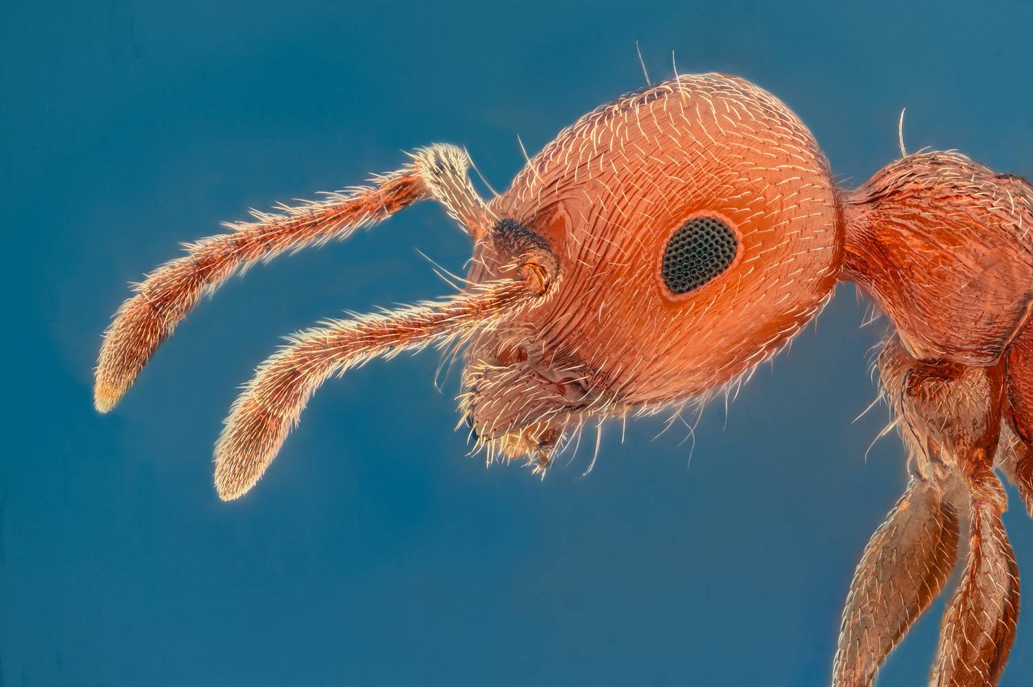 ceclii, macro, Цветан Ганев