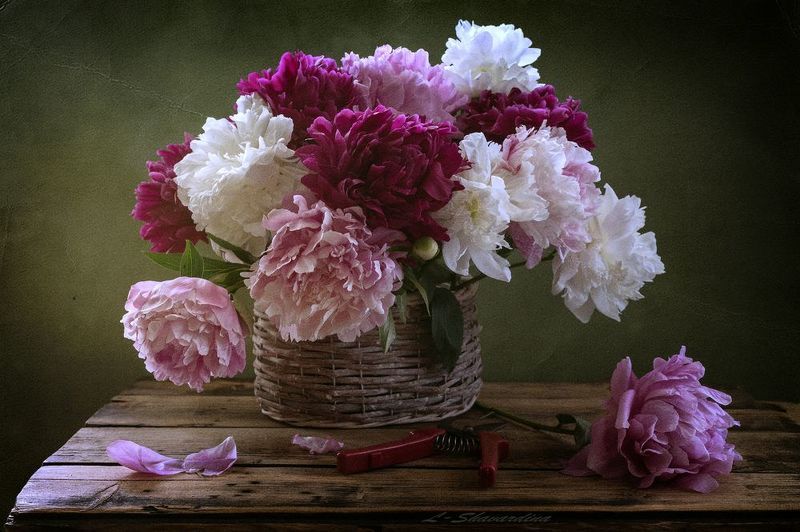 Пионов яркие шары фото превью