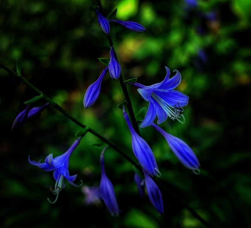 летняя зарисовка фото превью