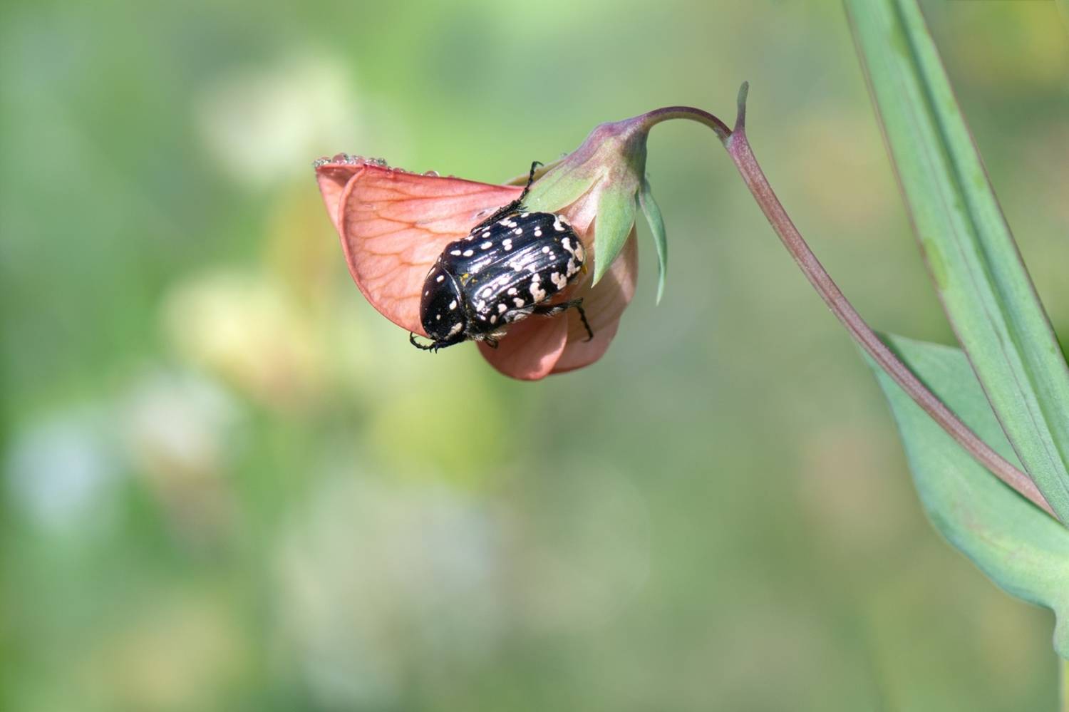 , Людмила Бекман