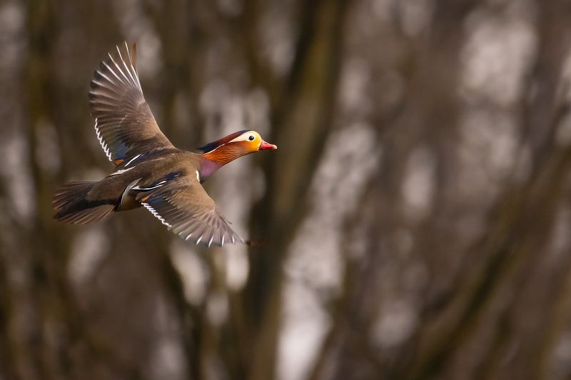 Mandarin duck фото превью
