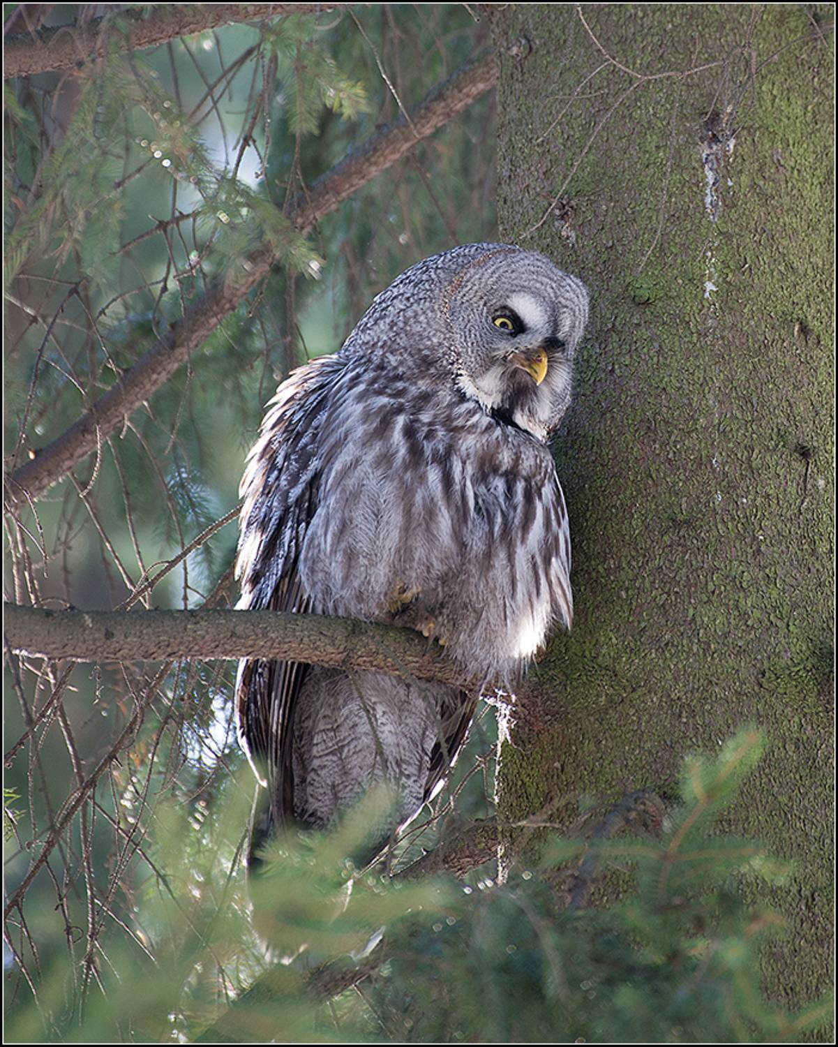москва, март, парк, бородатая неясыть, АНАТОЛИЙ ДОВЫДЕНКО
