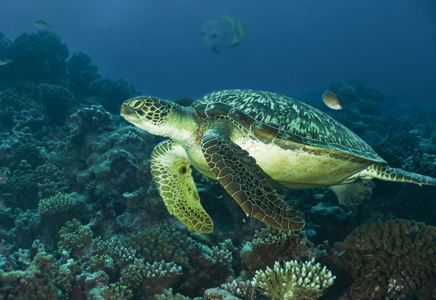 , Валерий Одинцов