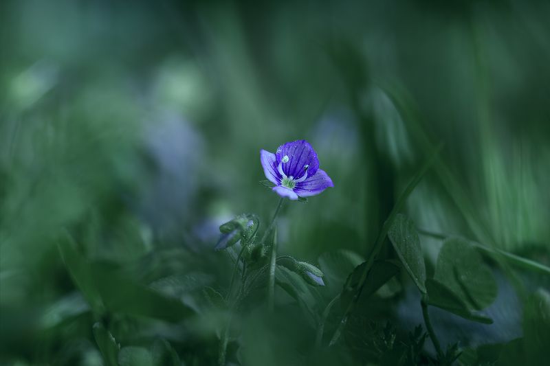 ... фото превью