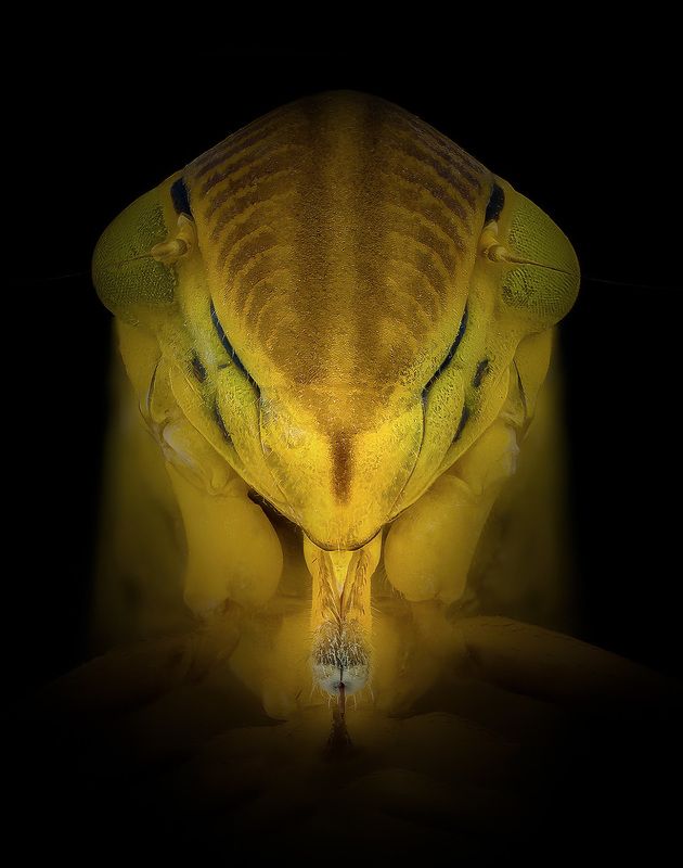 cicadella viridis, зеленая цикада Чужой фото превью