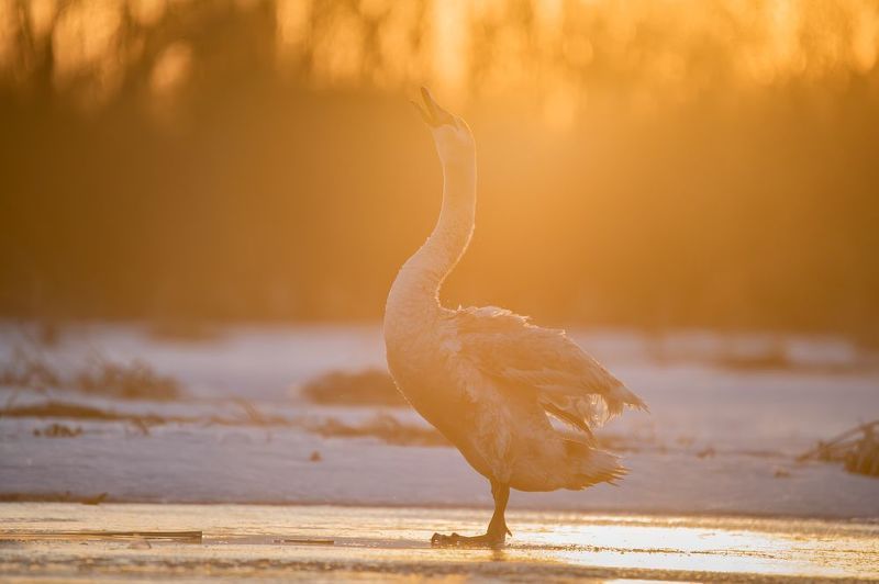 Лебедь-шипун, Cygnus olor фото превью