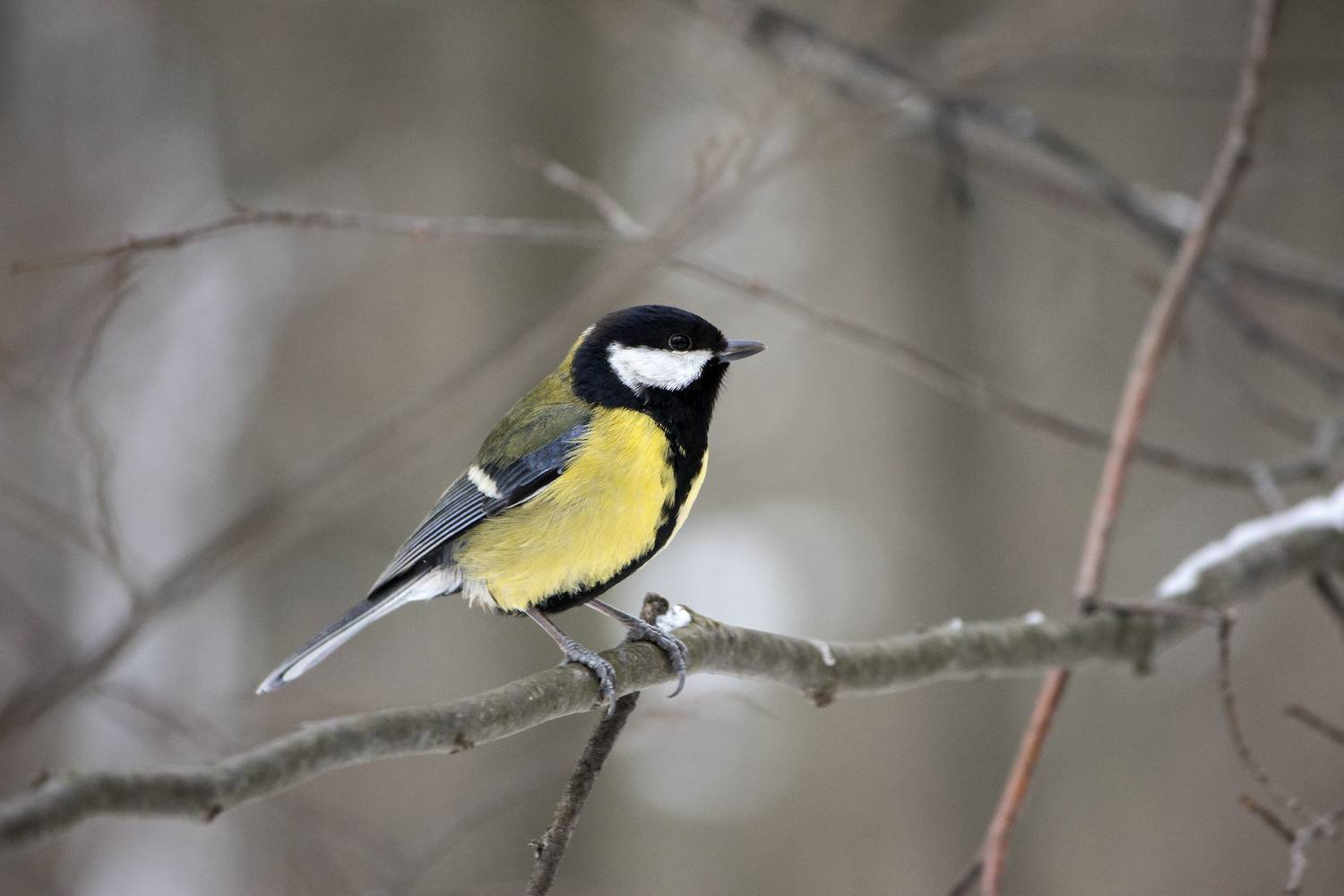 большая синица, большак, parus major, КарОл